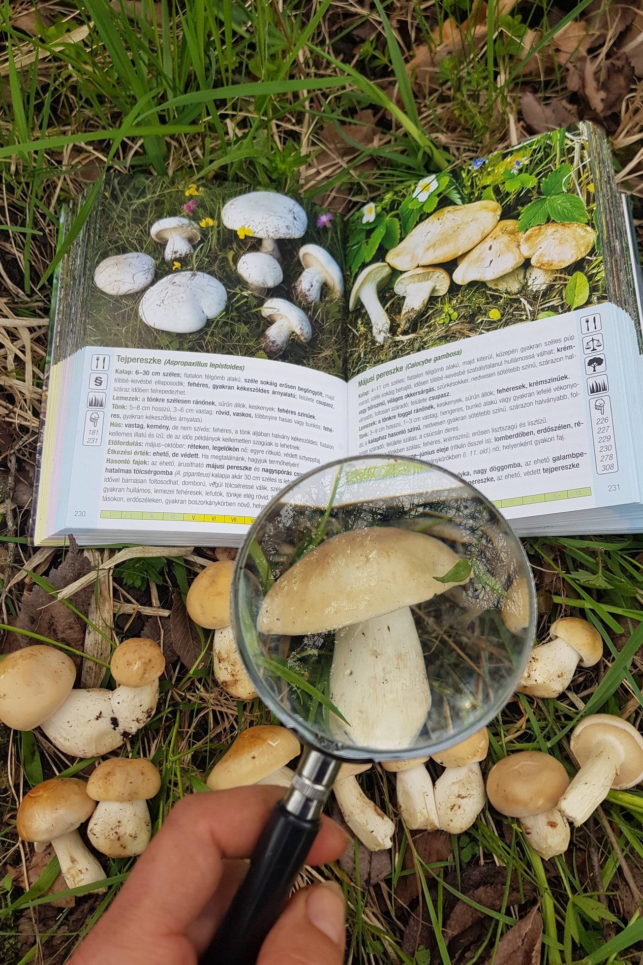 vérfű, kosár, gomba, tavasz, uborkaízű, csapadék