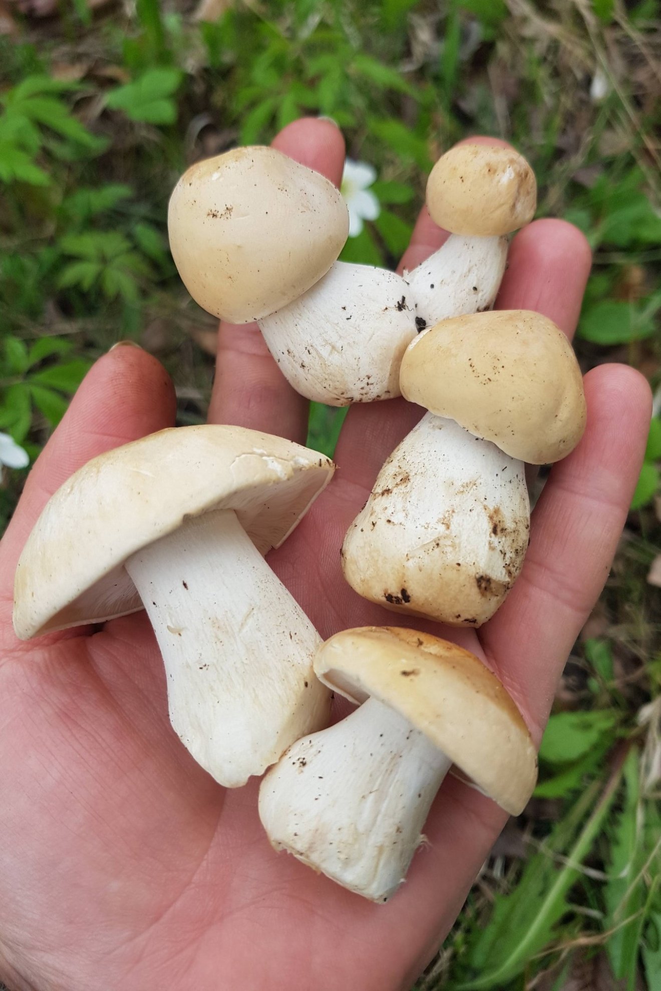 vérfű, kosár, gomba, tavasz, uborkaízű, csapadék