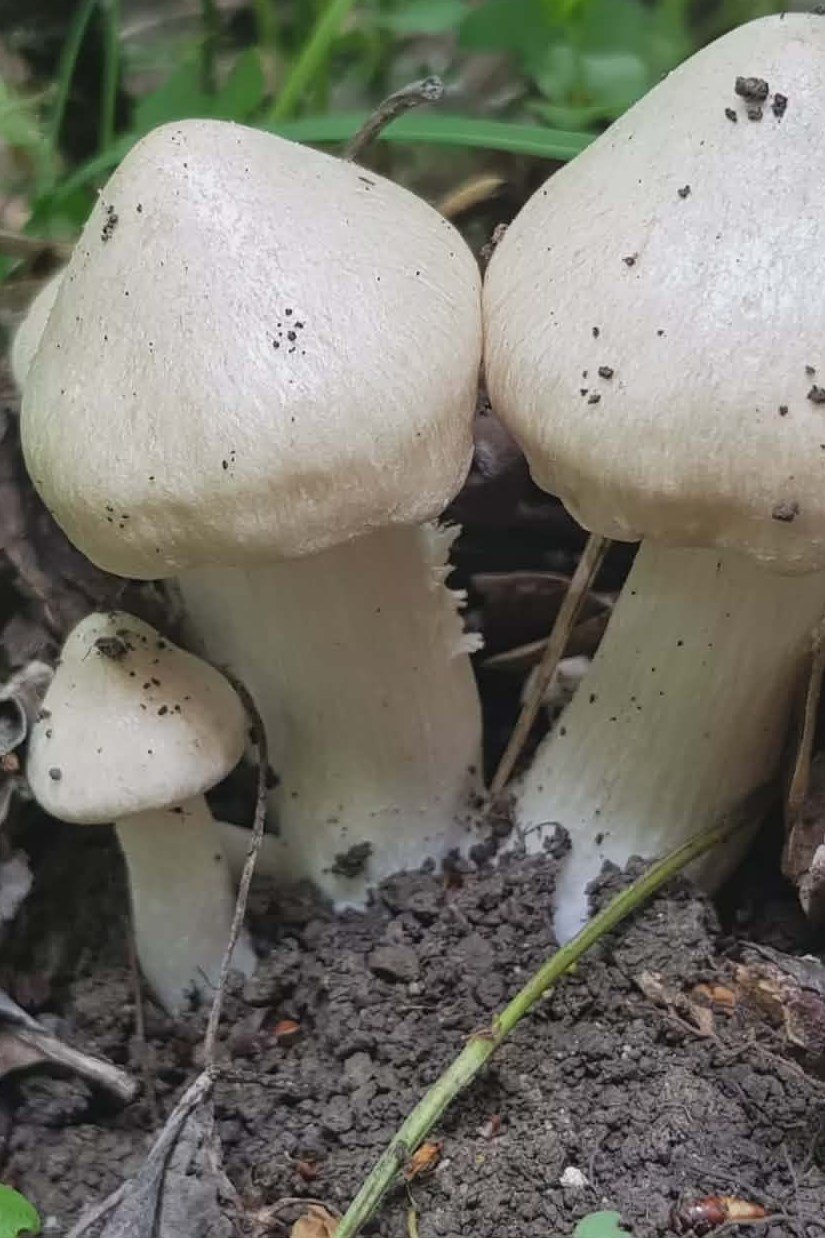 vérfű, kosár, gomba, tavasz, uborkaízű, csapadék