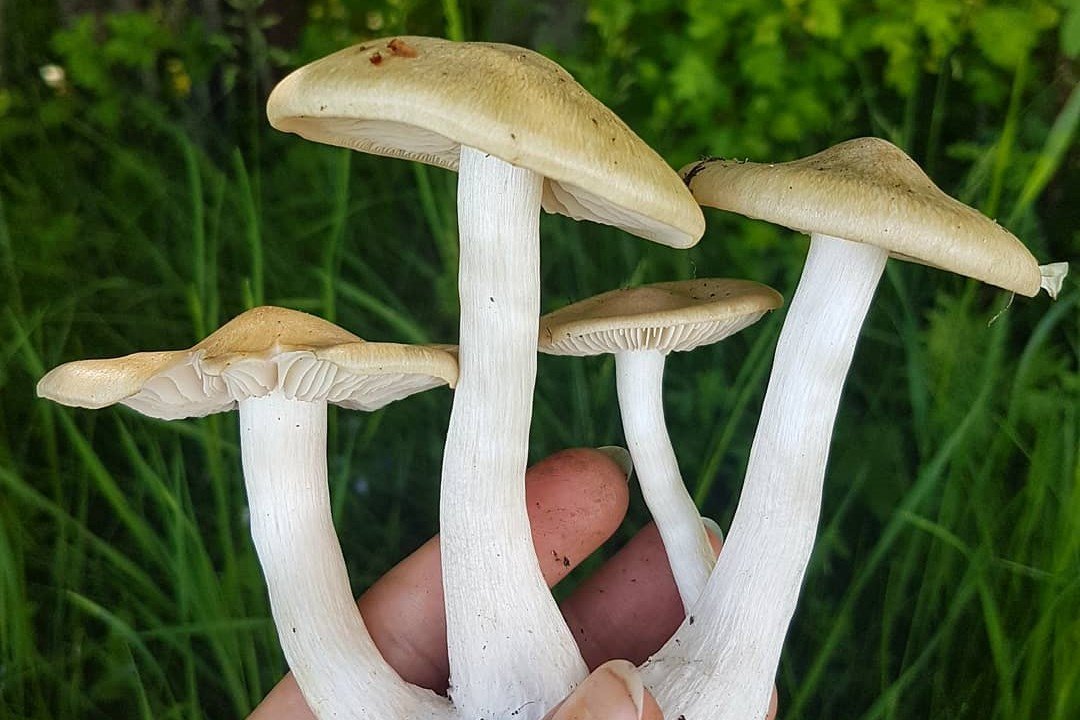 vérfű, kosár, gomba, tavasz, uborkaízű, csapadék