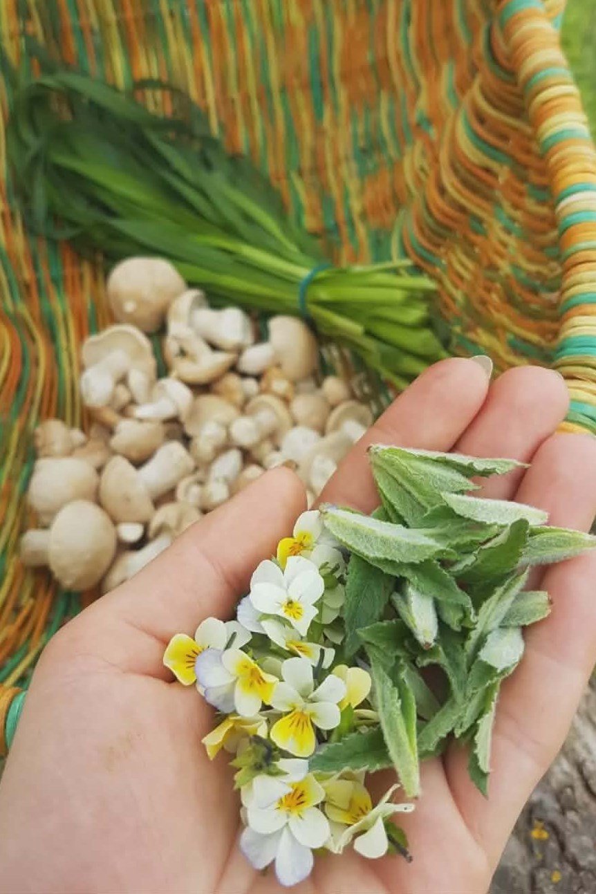 vérfű, kosár, gomba, tavasz, uborkaízű, csapadék