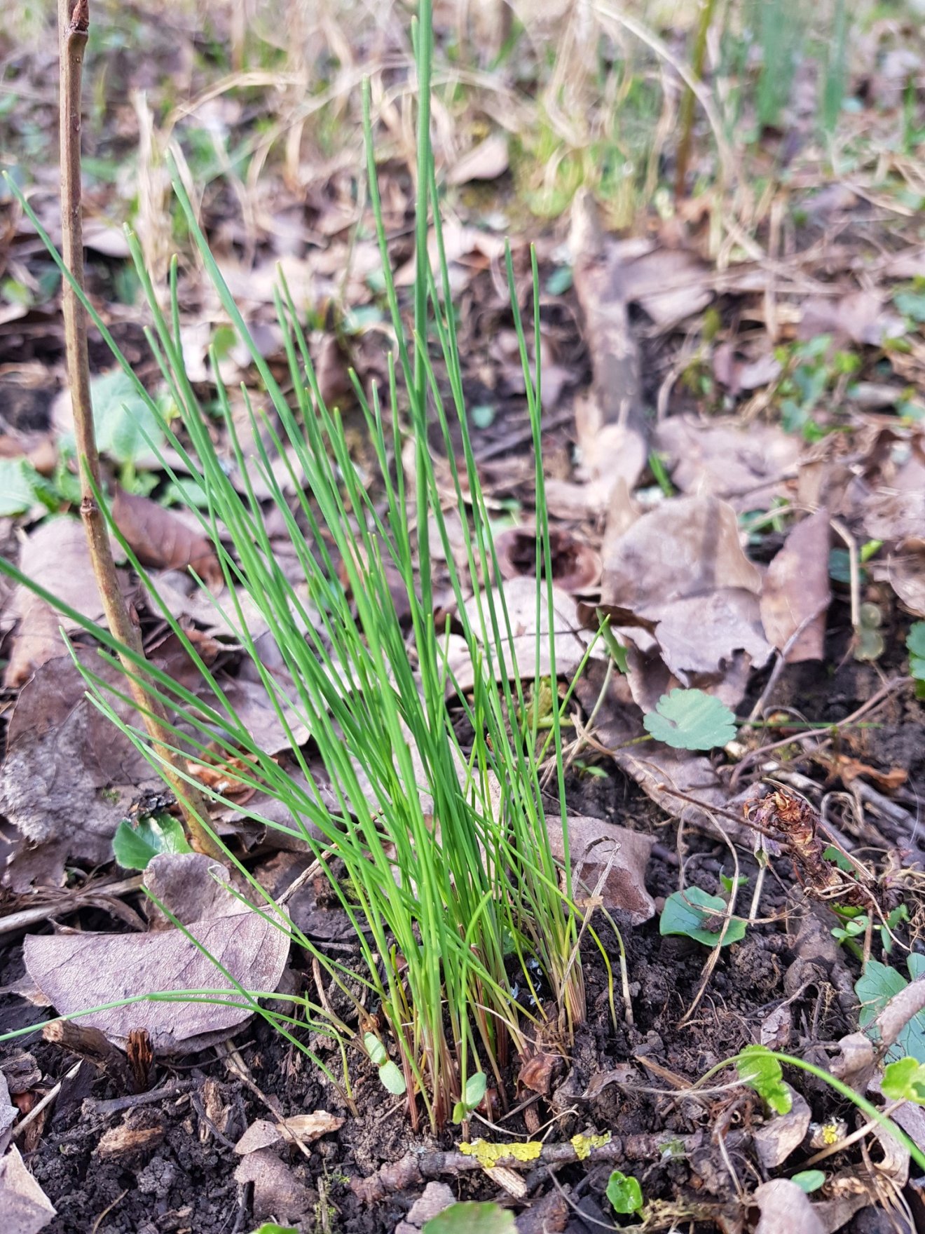 laskagomba, fűszernövény, kosár, vadon, gyűjtögetés, ősz
