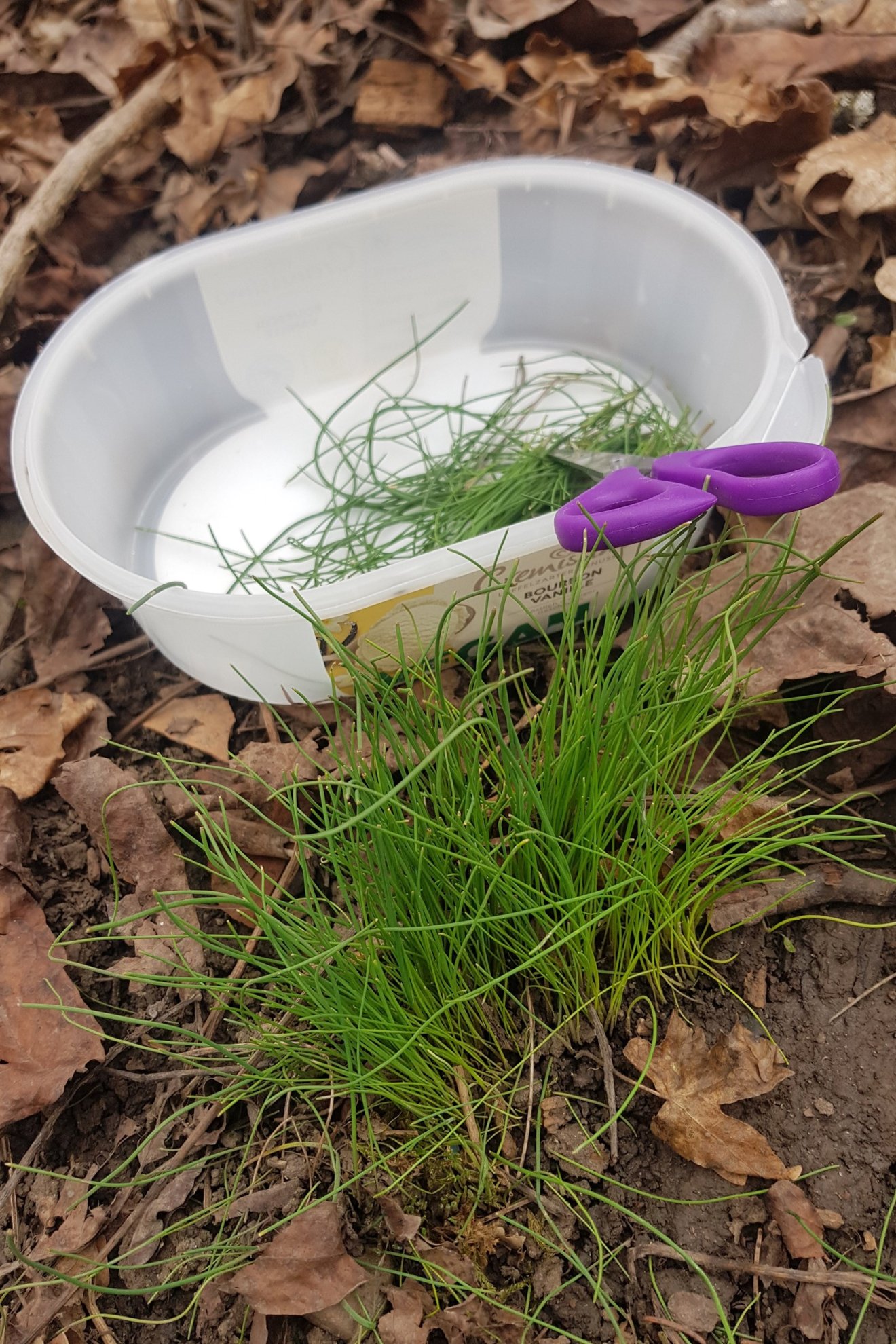 tavasz, hagyma, salátaboglára, kosár, vadon, növény