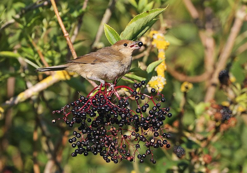 etetés, tél, vadóka, madár