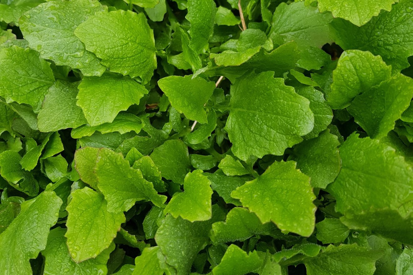 bojtorjánsaláta, gyűjtés, kosár, vadon, természet