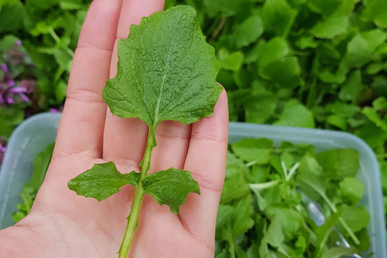 bojtorjánsaláta, gyűjtés, kosár, vadon, természet