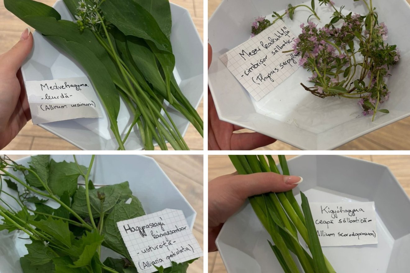 vadon, ibolya, kígyóhagyma, hangya, kosár, vadon, tavasz, medvehagyma