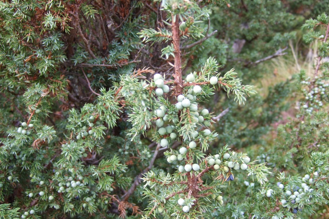 boróka, cserje, vadon