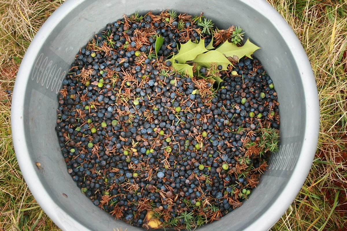 boróka, cserje, vadon