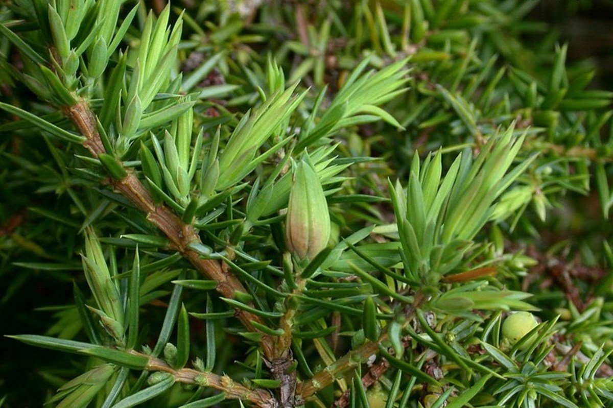 boróka, cserje, vadon