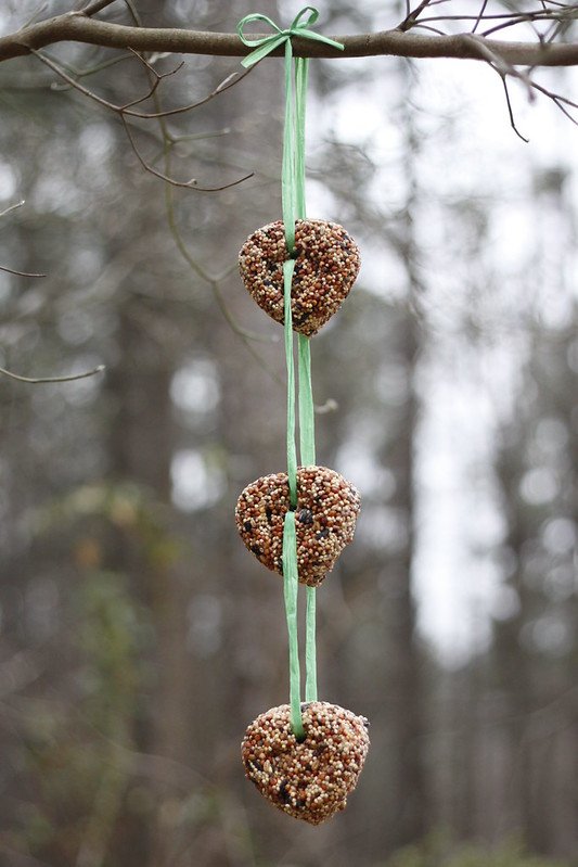 tél, őszapó, csuszka, szajkó, cinege, tél, vadon, madáretető