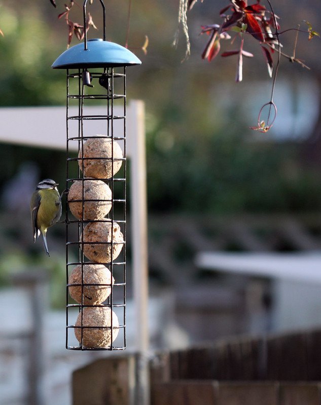 tél, őszapó, csuszka, szajkó, cinege, tél, vadon, madáretető