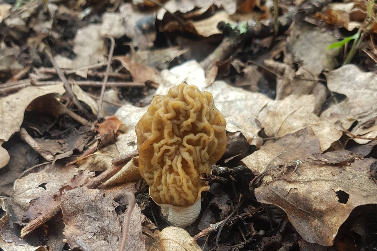 kucsmagomba, tavasz, kincs, természet, kosár, vadon