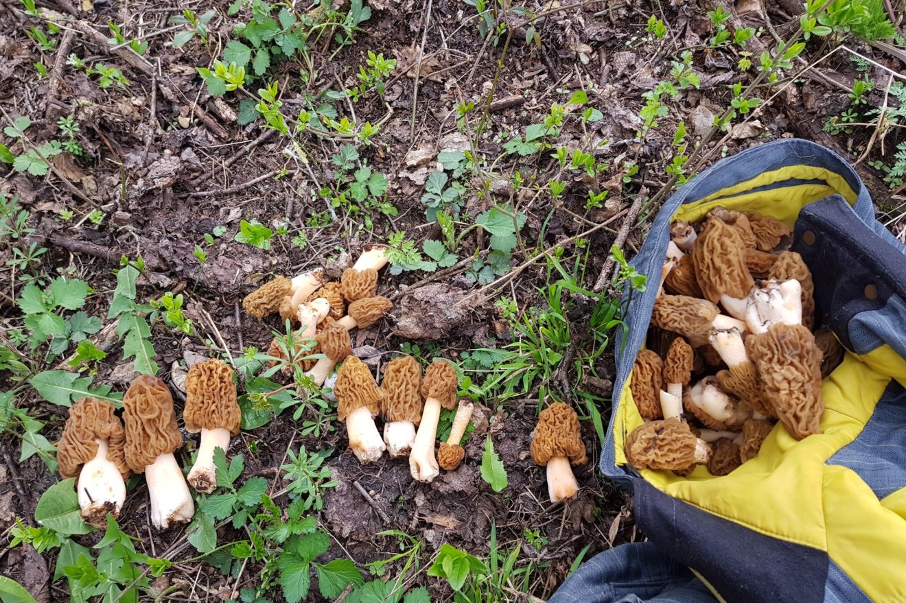 kucsmagomba, tavasz, kincs, természet, kosár, vadon