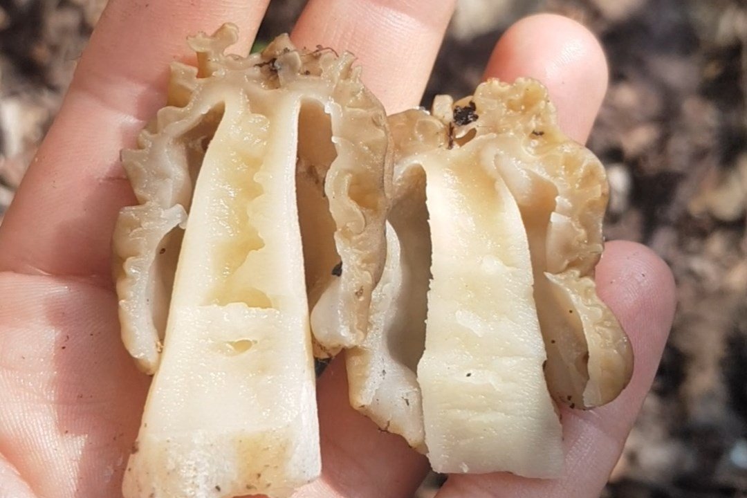 kucsmagomba, tavasz, kincs, természet, kosár, vadon