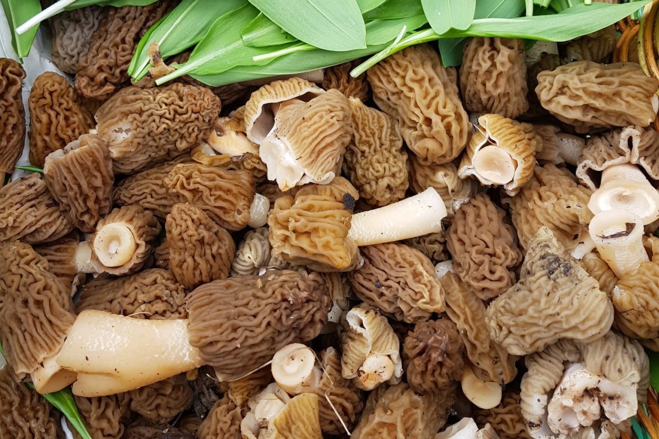 kucsmagomba, tavasz, kincs, természet, kosár, vadon