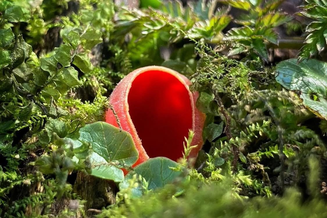 tavasz, tél, évszakváltás, hírnök, vadon, kosár, gomba, májvirág, barka