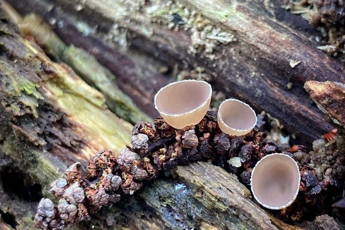 tavasz, tél, évszakváltás, hírnök, vadon, kosár, gomba, májvirág, barka