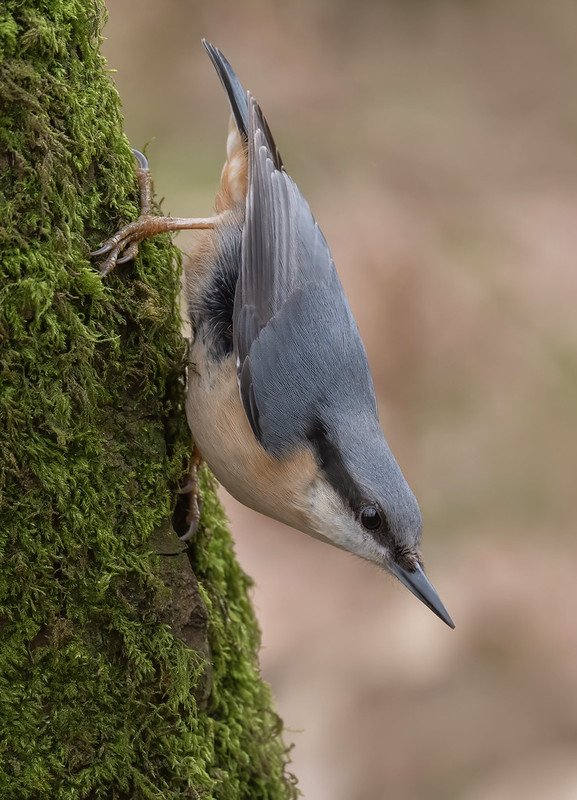 tél, őszapó, csuszka, szajkó, cinege, tél, vadon, madáretető