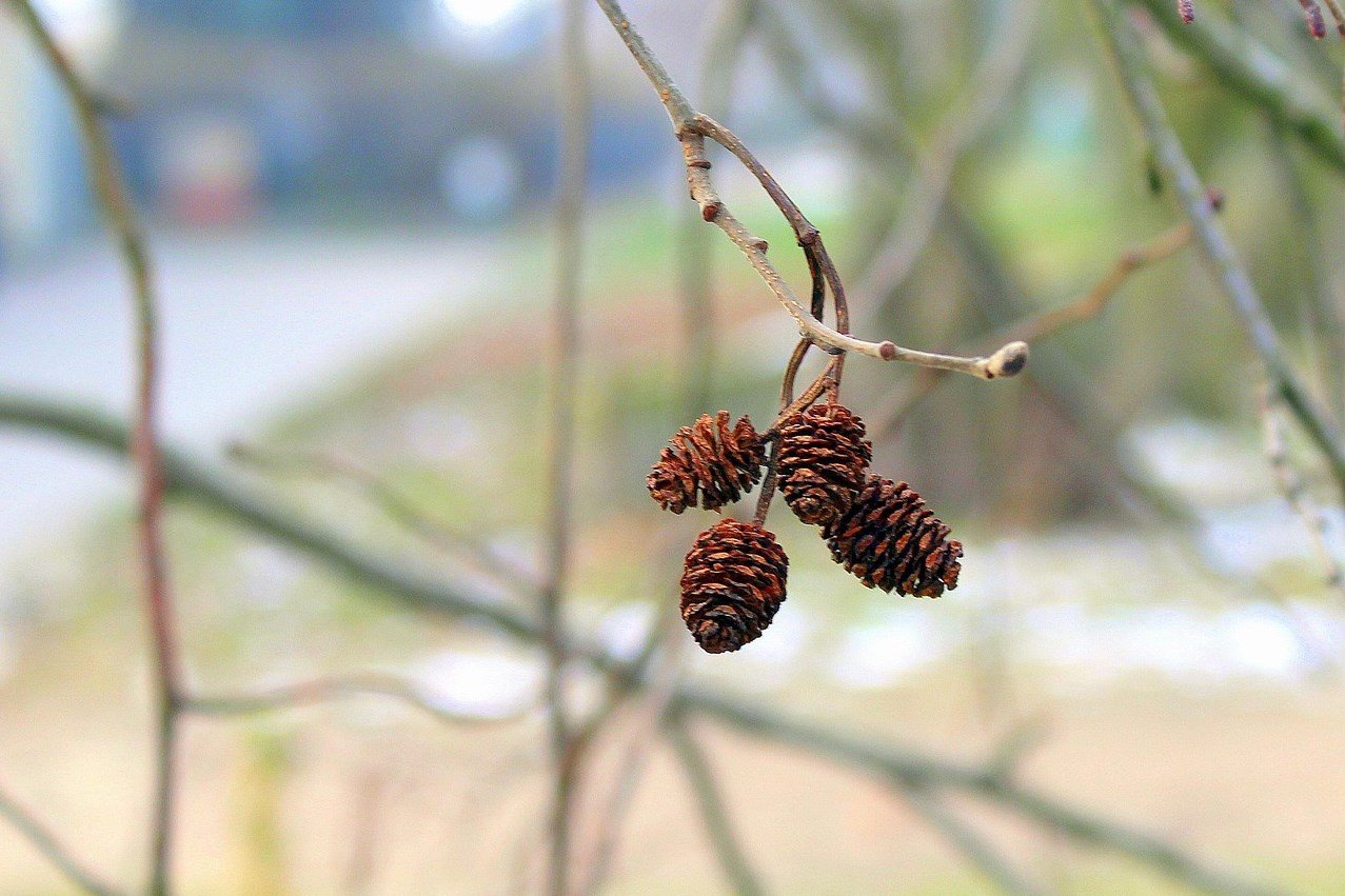 tavasz, tél, évszakváltás, hírnök, vadon, kosár, gomba, májvirág, barka