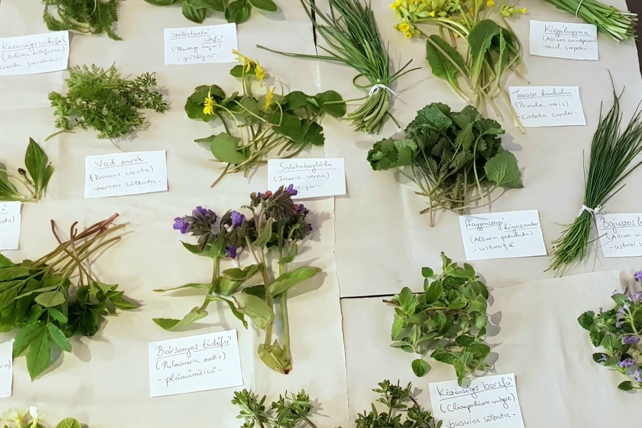 ehető, gyógynövény, kosár, vadon, természet