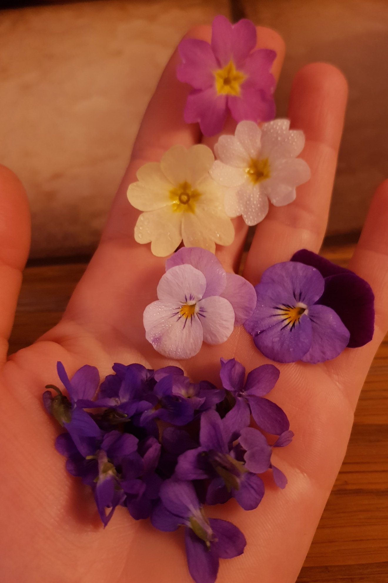 vadon, ibolya, kígyóhagyma, hangya, kosár, vadon, tavasz, medvehagyma