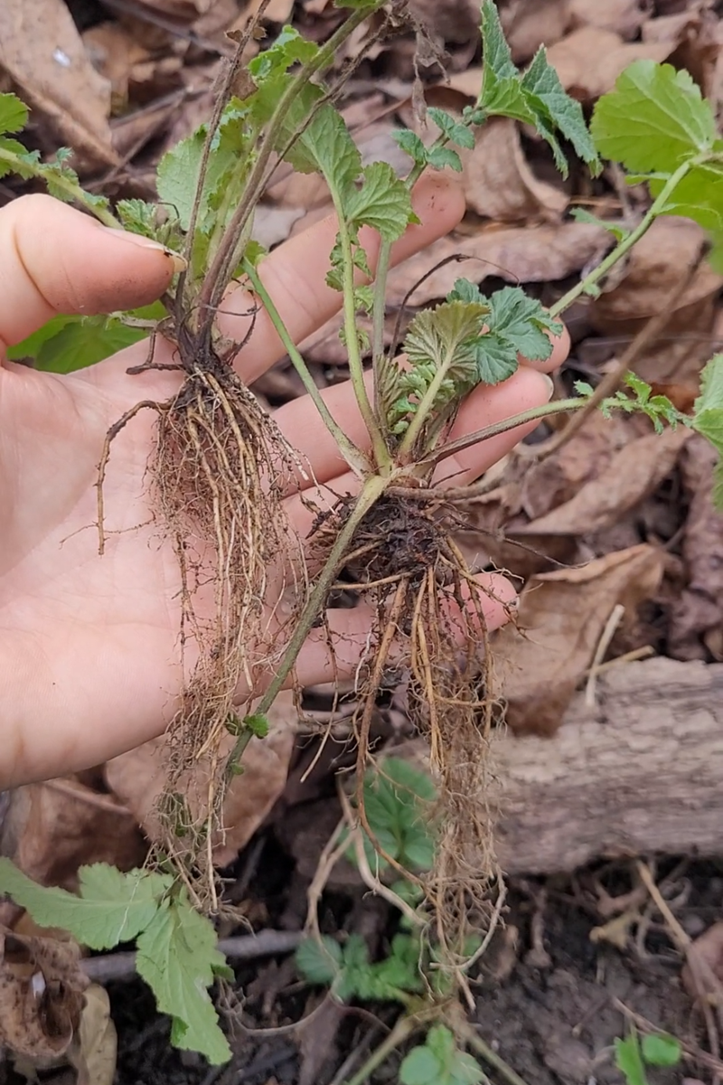 fűszernövény, hagyma, kosár, hó, természet, gyömbérgyökér, erdő