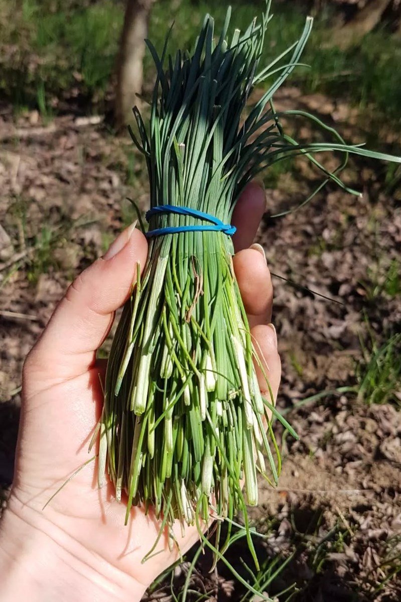 fűszernövény, hagyma, kosár, hó, természet, gyömbérgyökér, erdő