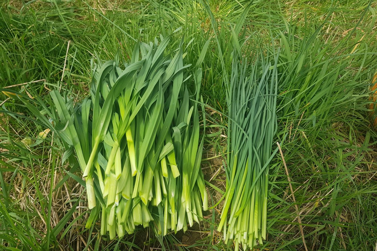 fűszernövény, hagyma, kosár, hó, természet, gyömbérgyökér, erdő