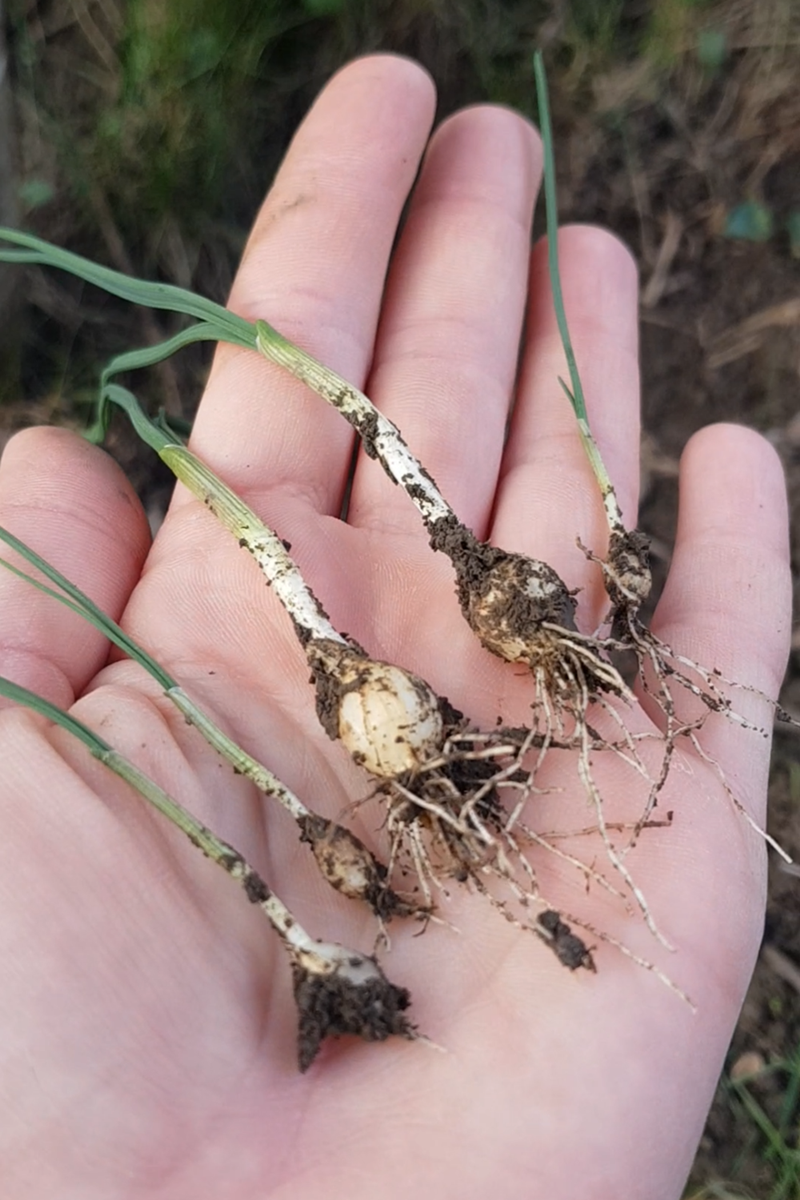 fűszernövény, hagyma, kosár, hó, természet, gyömbérgyökér, erdő