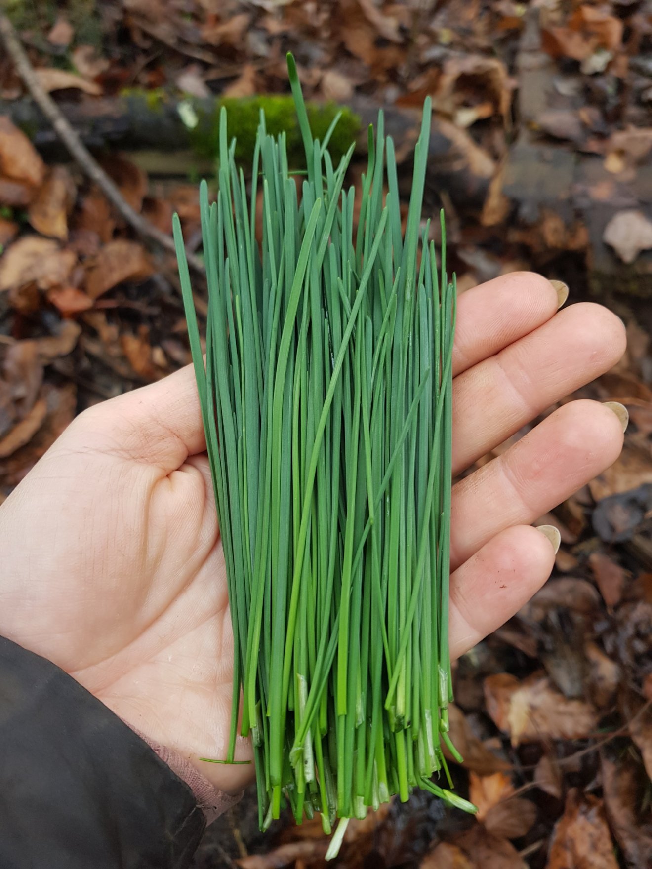 laskagomba, fűszernövény, kosár, vadon, gyűjtögetés, ősz