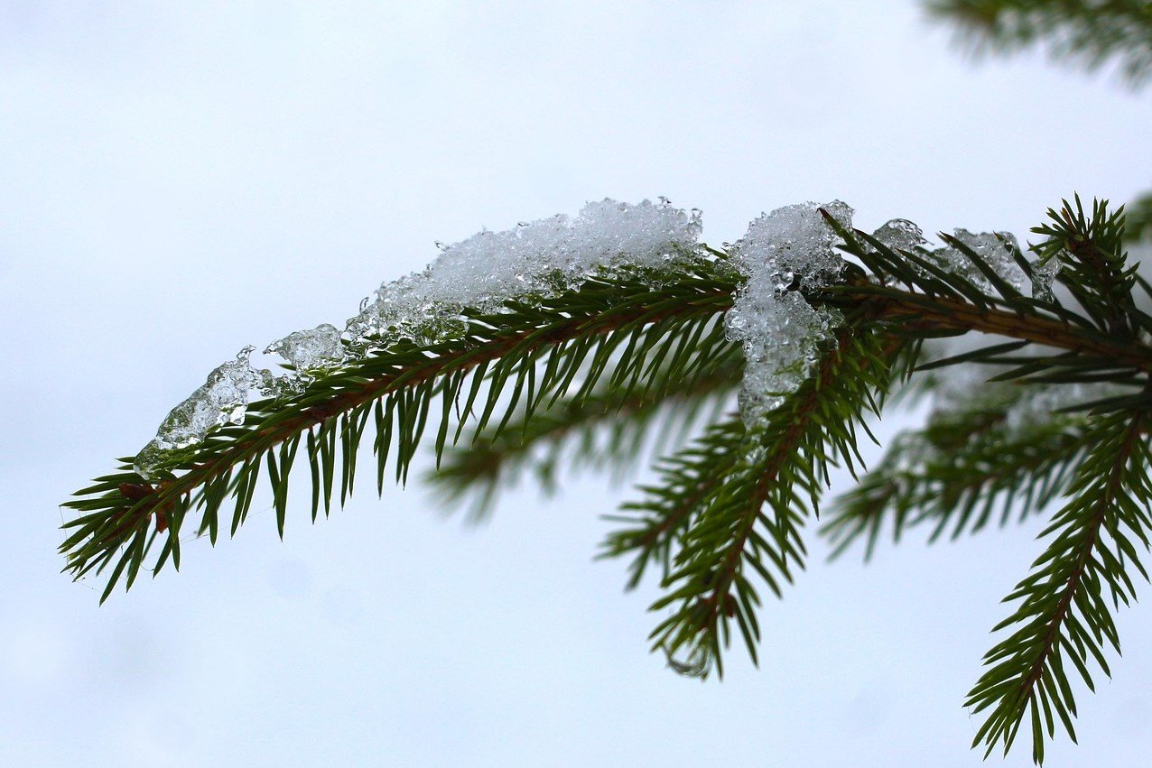 örökzöld, lombhullató, vadon, kosár, természet