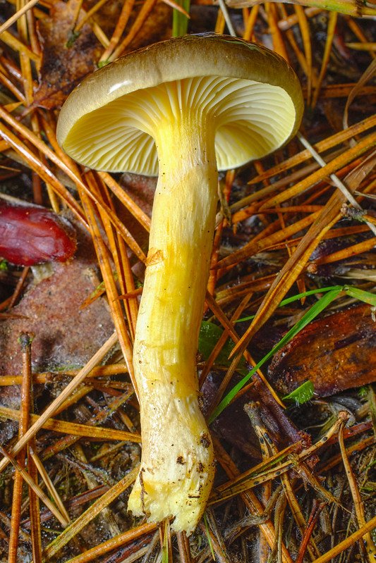 gomba, vadon, kosár