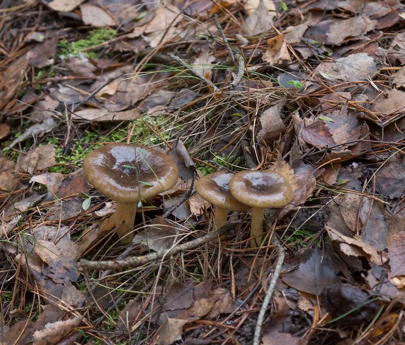 gomba, vadon, kosár