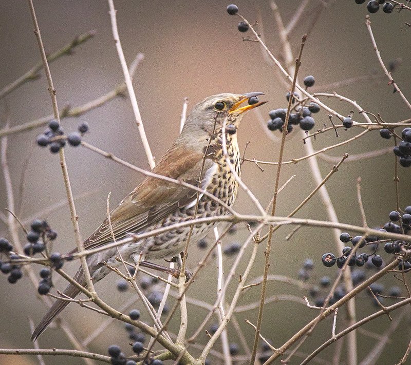 etetés, tél, vadóka, madár