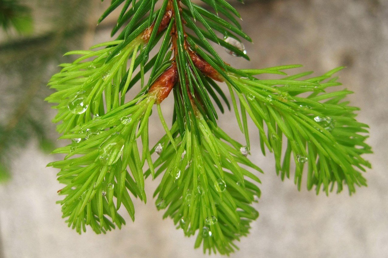 örökzöld, lombhullató, vadon, kosár, természet