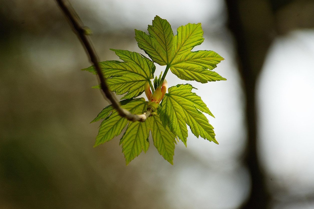 örökzöld, lombhullató, vadon, kosár, természet