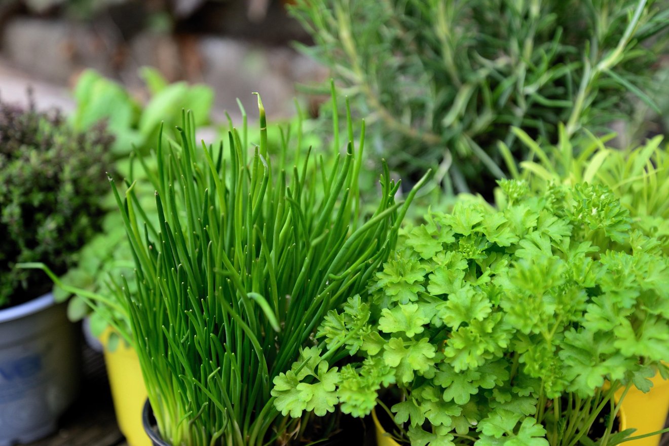 fűszer, gasztronómia, alapanyag, termesztés, konyhakert