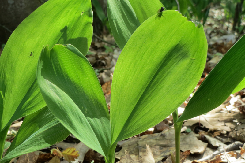 gyöngyvirág, gyűjtés, kosár, vadon, természet, mérgező