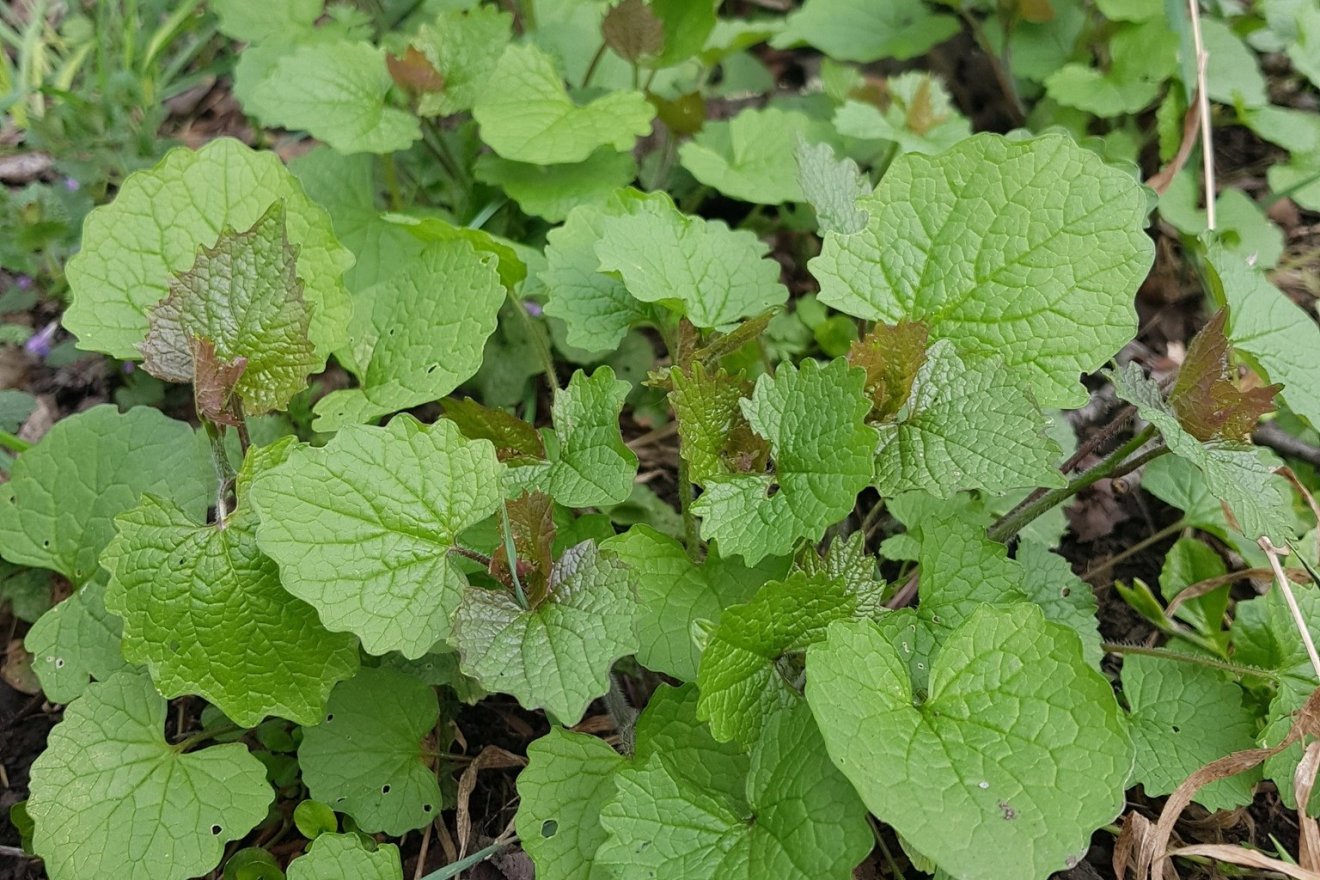 ehető, gyógynövény, kosár, vadon, természet