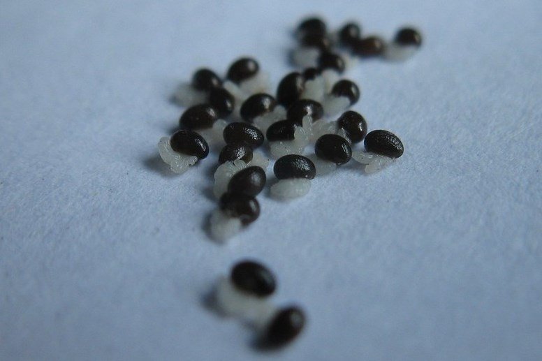 vadon, ibolya, kígyóhagyma, hangya, kosár, vadon, tavasz, medvehagyma