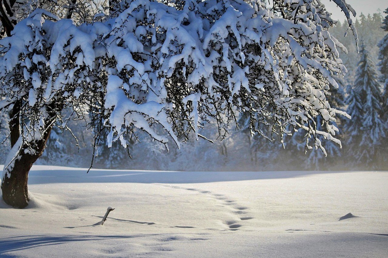 tél, természet, küzdelem, szépség