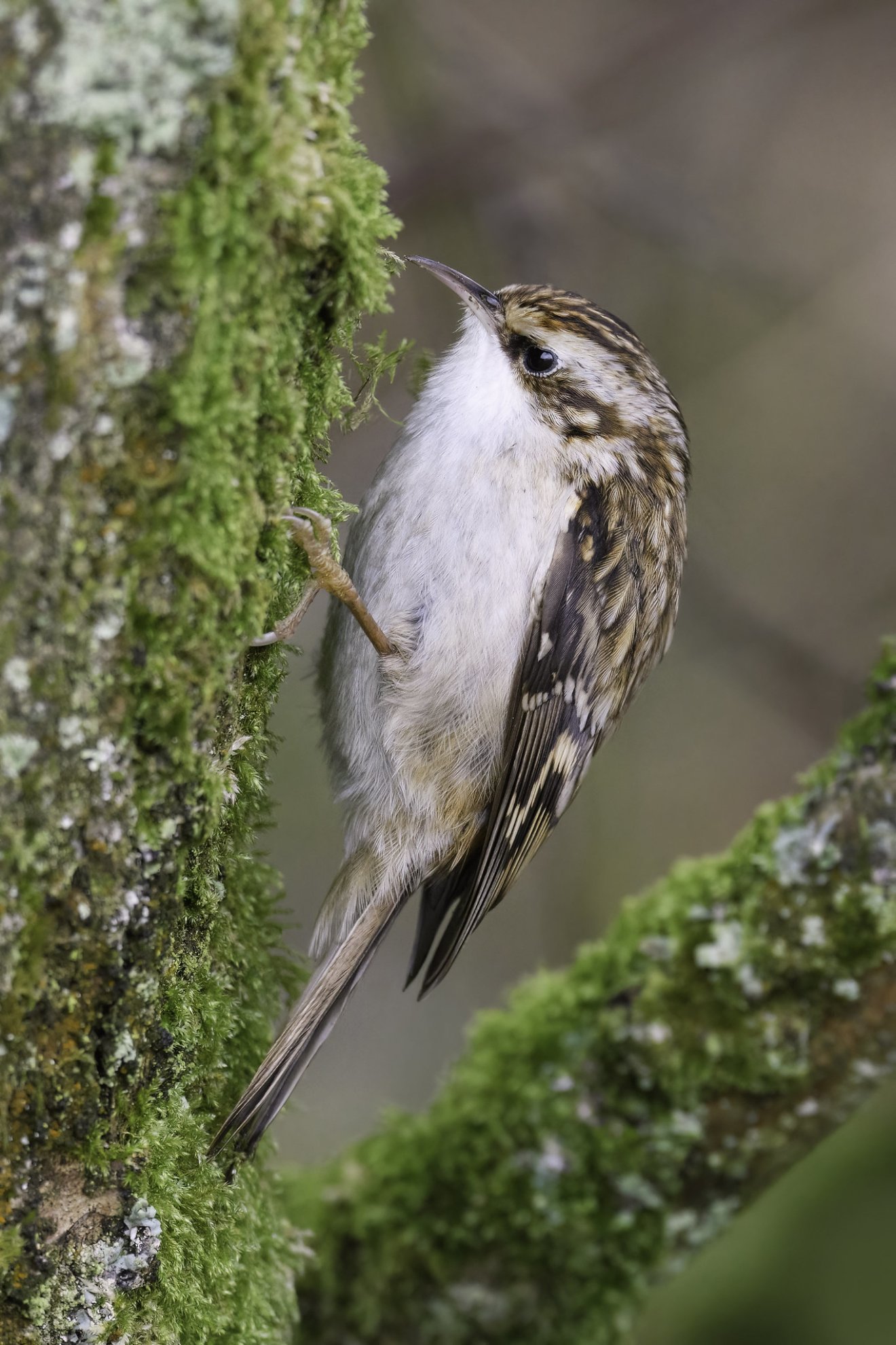 etetés, tél, vadóka, madár