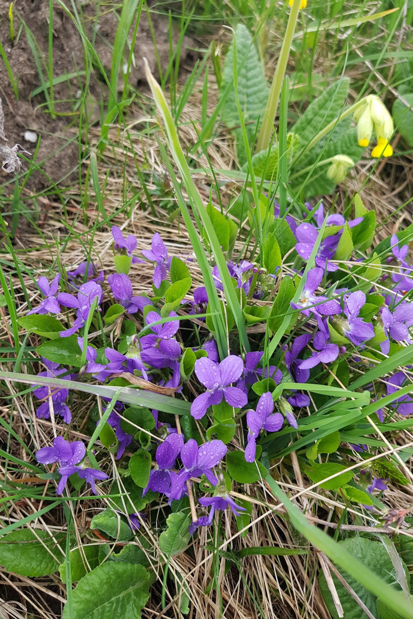 vadon, ibolya, kígyóhagyma, hangya, kosár, vadon, tavasz, medvehagyma