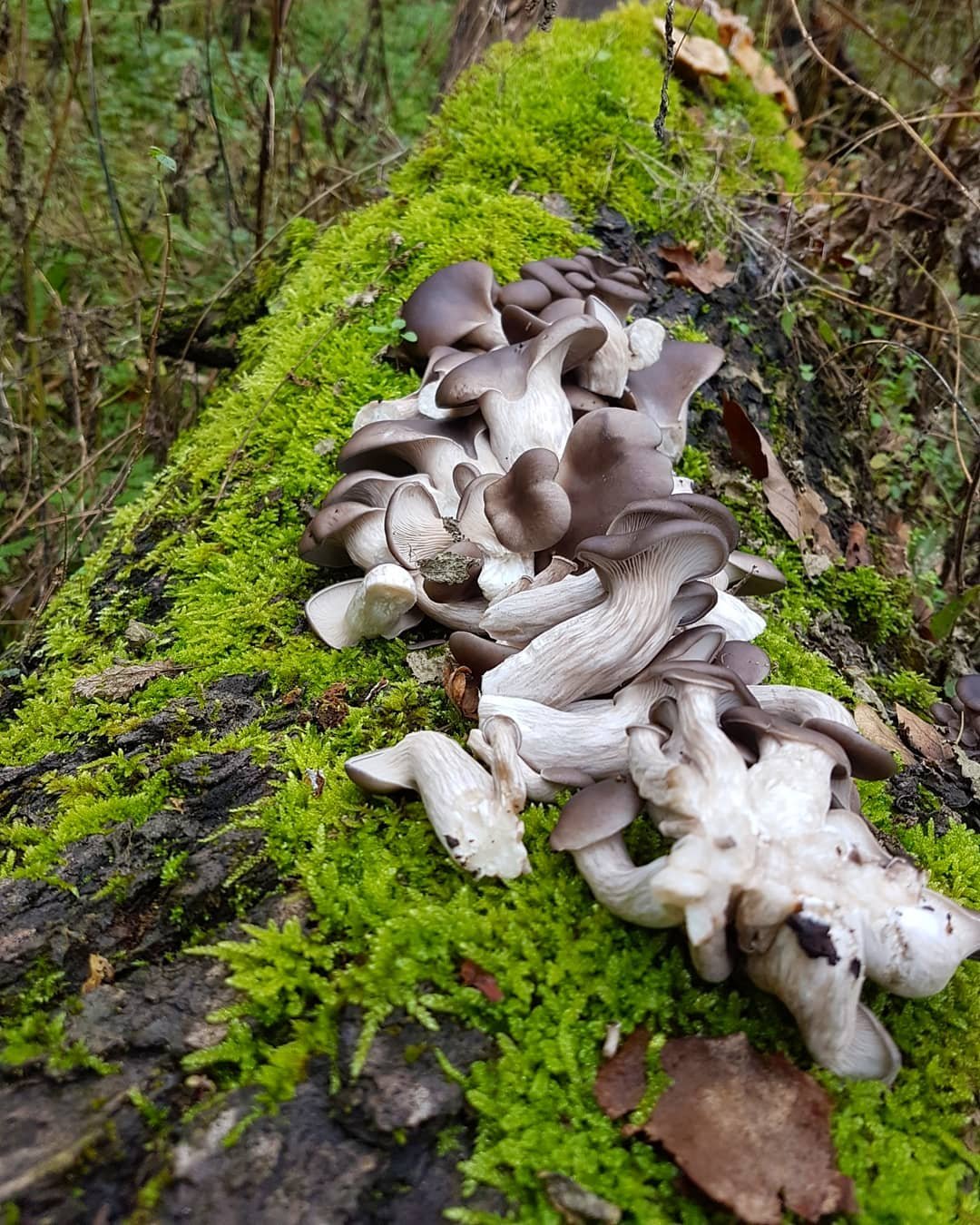 laskagomba, fűszernövény, kosár, vadon, gyűjtögetés, ősz