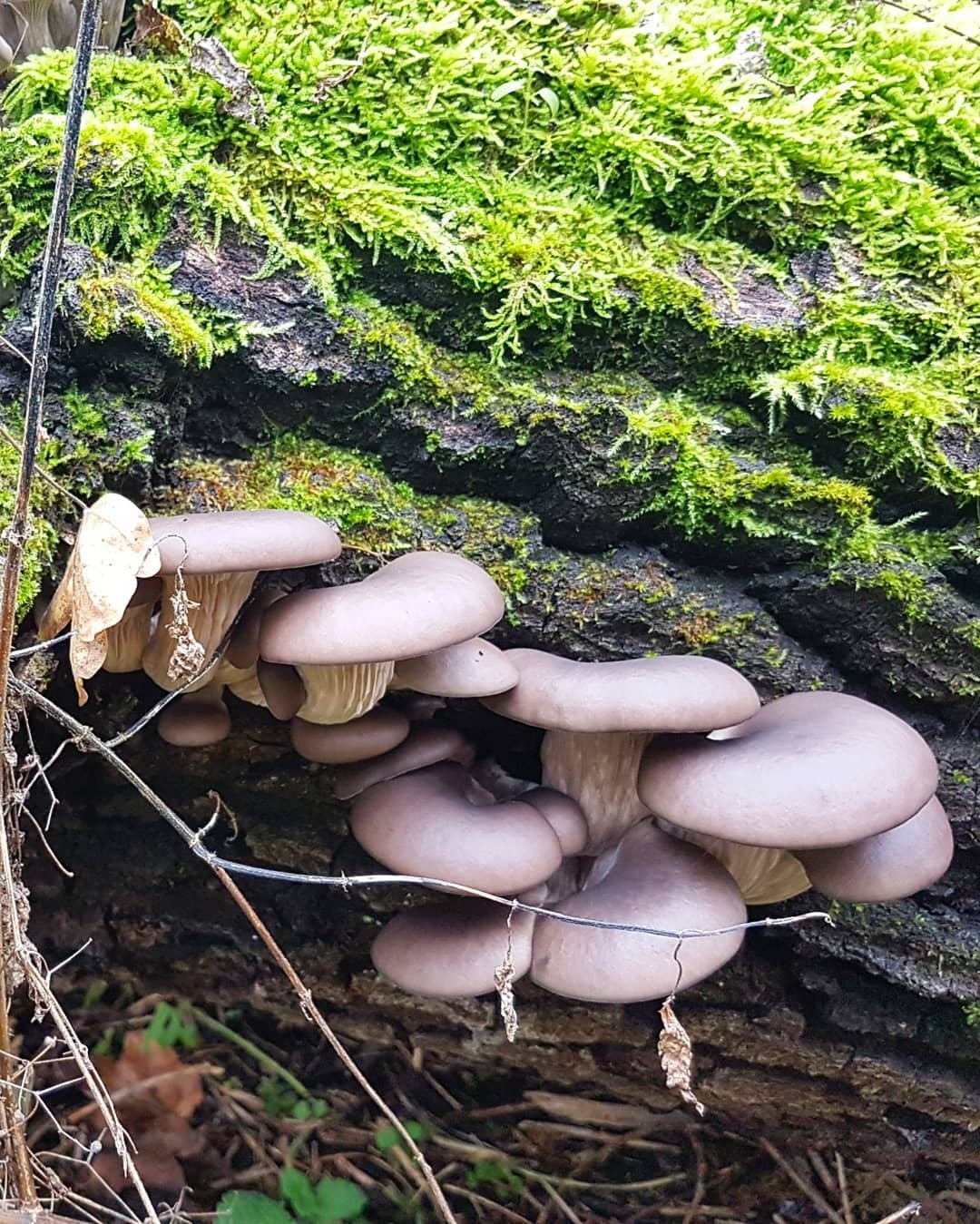 laskagomba, fűszernövény, kosár, vadon, gyűjtögetés, ősz