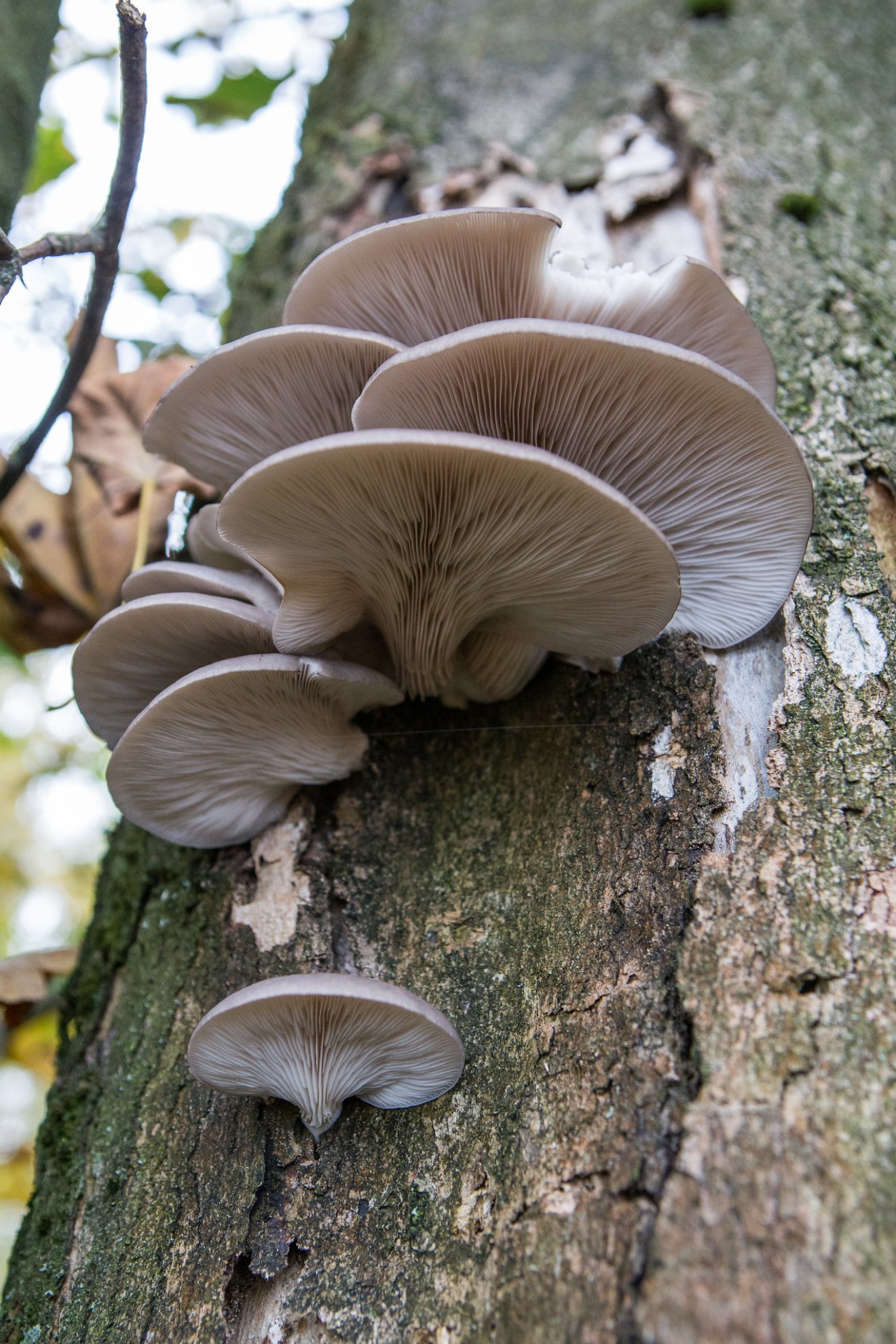 laskagomba, fűszernövény, kosár, vadon, gyűjtögetés, ősz