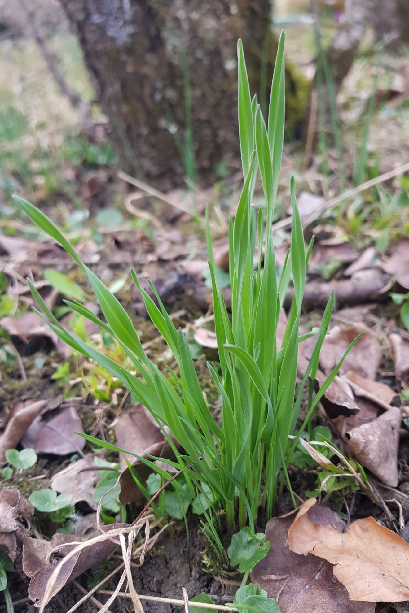 vadon, ibolya, kígyóhagyma, hangya, kosár, vadon, tavasz, medvehagyma