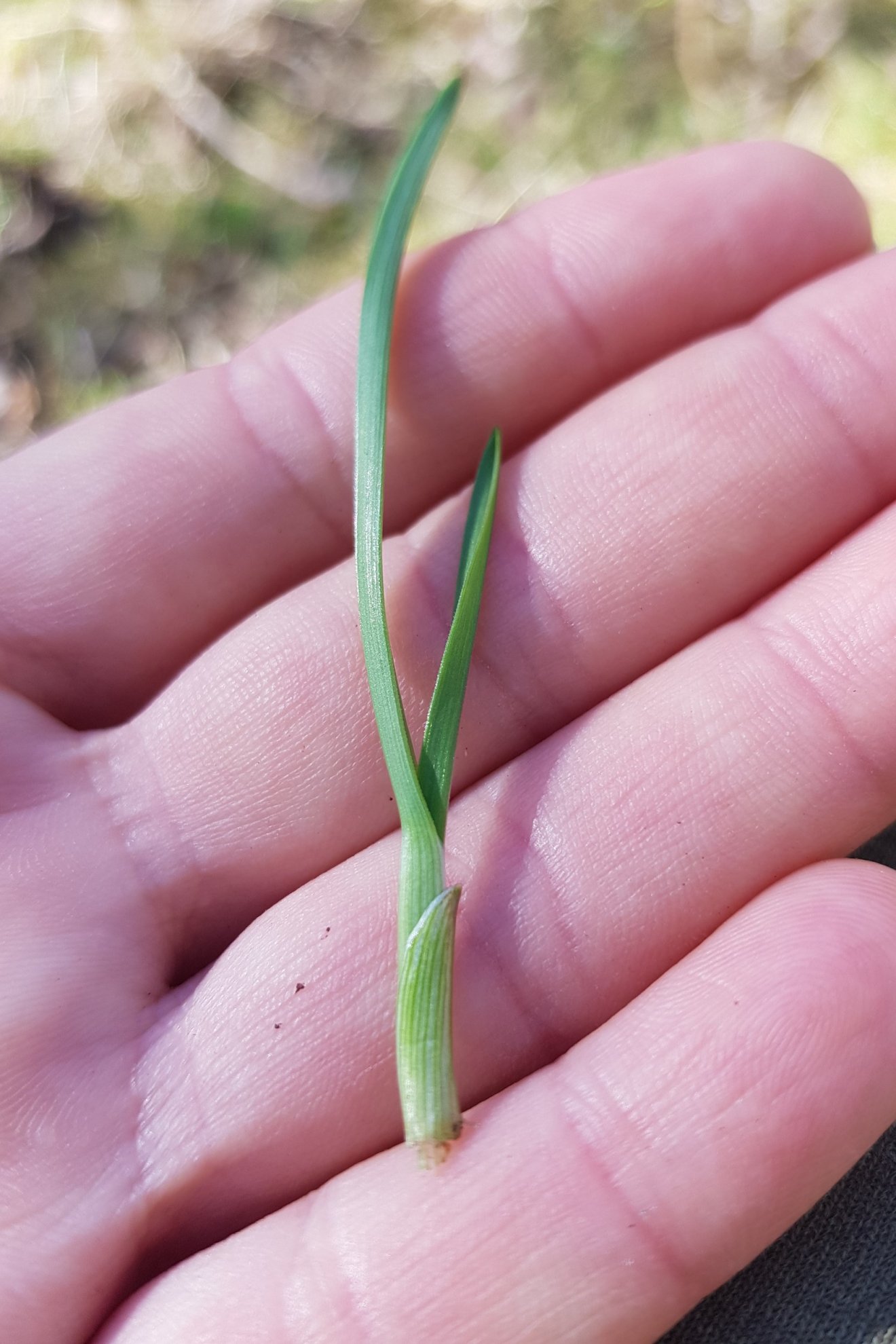 vadon, ibolya, kígyóhagyma, hangya, kosár, vadon, tavasz, medvehagyma