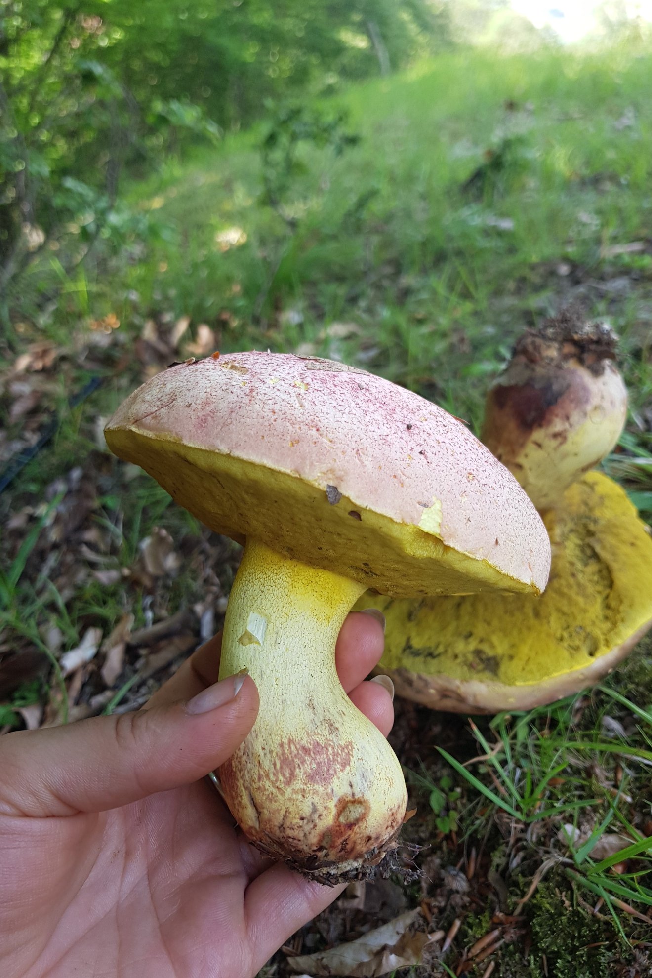 vadon, kosár, gomba, növény, tisztelet, szeretet